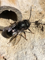 Osmia cornuta