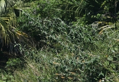 Buddleja madagascariensis