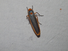 Sozusa scutellata