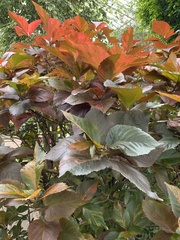 Acalypha wilkesiana