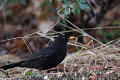 Turdus merula