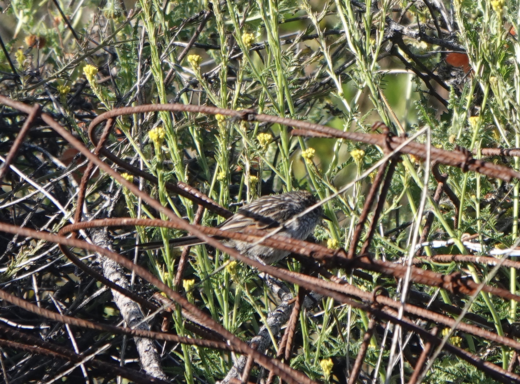 Streak-backed Tit-Spinetail (Leptasthenura striata), photo 5