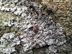 Dermacentor reticulatus