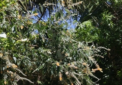 Buddleja madagascariensis