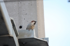 Passer domesticus