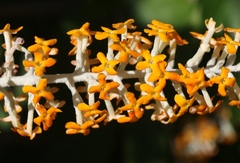 Buddleja madagascariensis