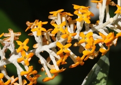 Buddleja madagascariensis