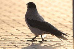 Corvus cornix