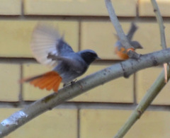 Phoenicurus ochruros