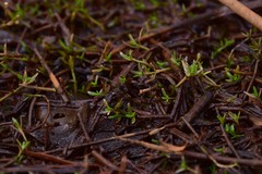 Crassula helmsii