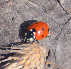 Coccinella septempunctata