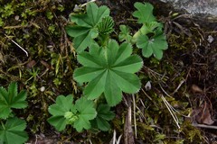 Alchemilla glabra