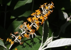 Buddleja madagascariensis