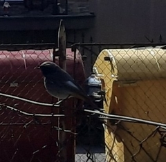 Phoenicurus ochruros