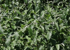 Buddleja madagascariensis