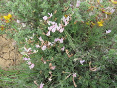 Astragalus corniculatus