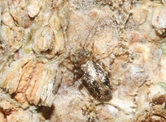 Echmepteryx atlanticus