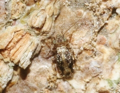 Echmepteryx atlanticus