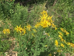 Verbesina helianthoides