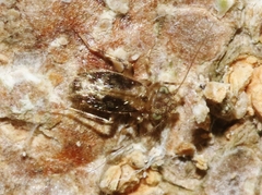 Echmepteryx atlanticus