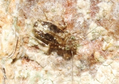 Echmepteryx atlanticus