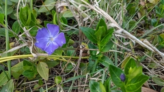 Vinca major