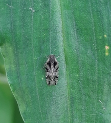 Cixiosoma bonaerense
