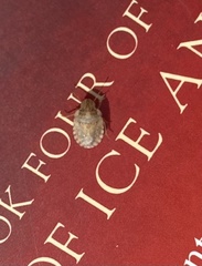 Sciocoris sideritidis