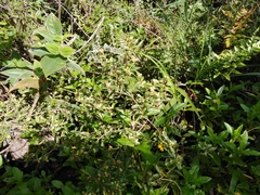 Baccharis microdonta