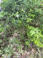 Hippobroma longiflora