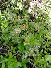 Baccharis microdonta