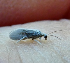 Coniopteryginae