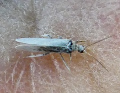 Coniopteryginae