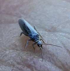 Coniopteryginae