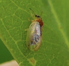 Blastopsylla occidentalis