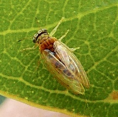 Blastopsylla occidentalis