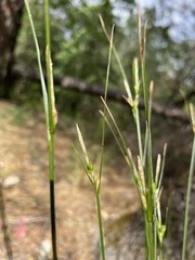Carex multicaulis