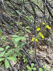 Thermopsis gracilis