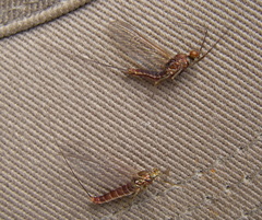 Ephemerella subvaria