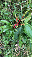 Guzmania rhonhofiana