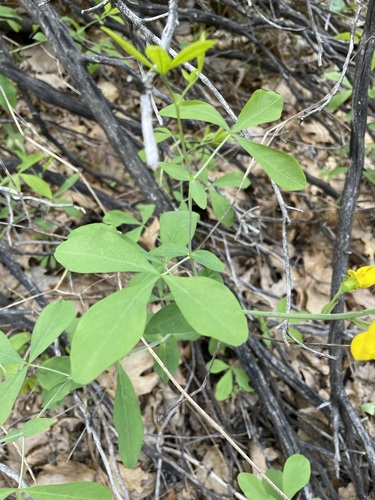 Image of Thermopsis gracilis by (c) Matt Berger, some rights reserved (CC BY)