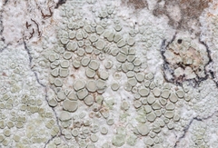 Lecanora albella