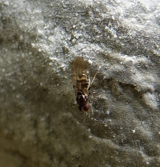 Mycodrosophila