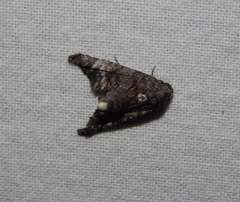 Marathyssa albidisca