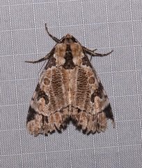 Stibaera thyatiroides