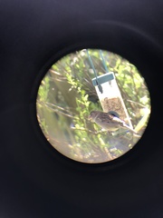 Passer domesticus