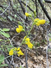 Thermopsis gracilis