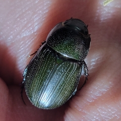 Dyscinetus morator