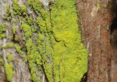 Chrysothrix bergeri
