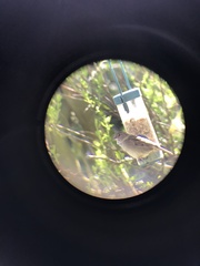 Passer domesticus